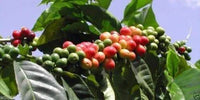 Jamaican Blue Mountain Coffee Seeds