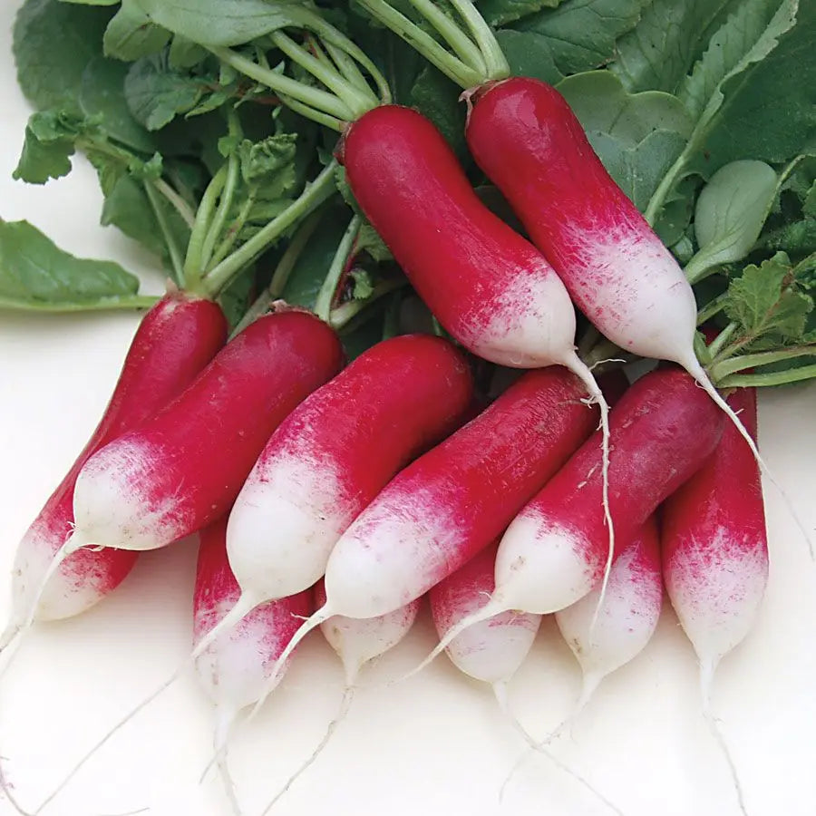 Park’s Beauty Blend Radish Seed