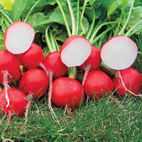 Park’s Beauty Blend Radish Seed