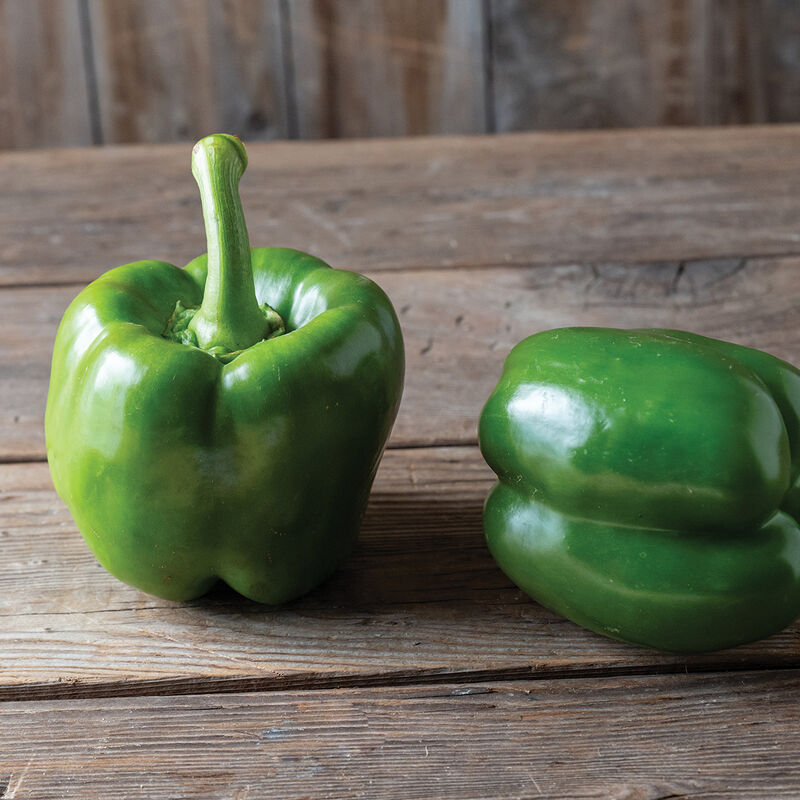 Huntington – Bell Pepper Seed