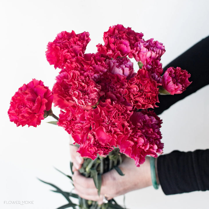 Heirloom Non-GMO Dark Pink Carnation Flower Seeds for Planting – Fragrant Garden Seeds
