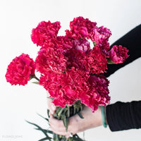 Heirloom Non-GMO Dark Pink Carnation Flower Seeds for Planting – Fragrant Garden Seeds