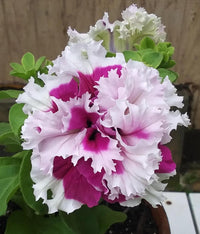 Petunia- Greetings from Jaromere