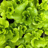 Italian Lettuce Seeds