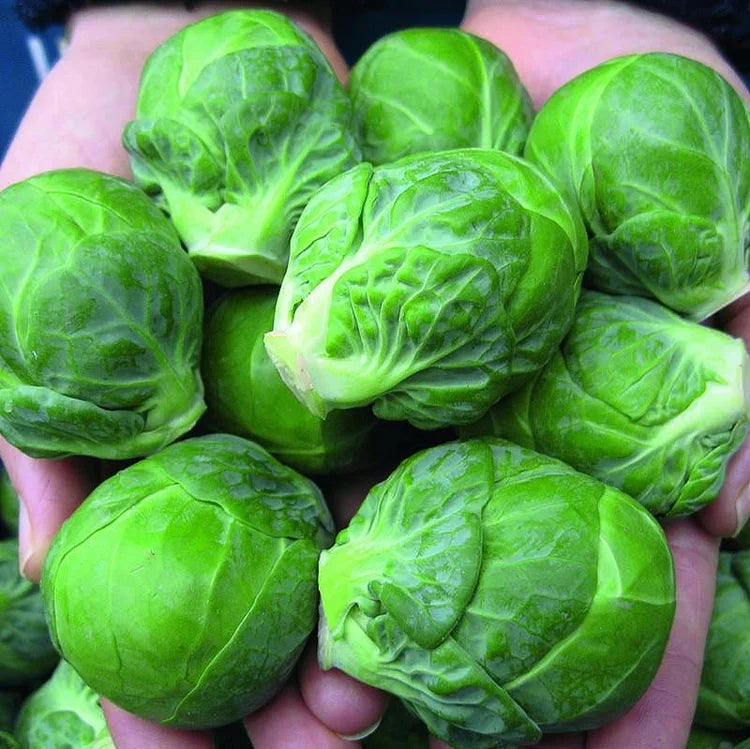 Brussels Sprouts Marte Seeds