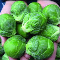 Brussels Sprouts Marte Seeds