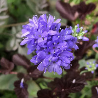 Gilia- Queen Anne's Thimble