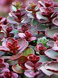 Sedum- Dragon's Blood