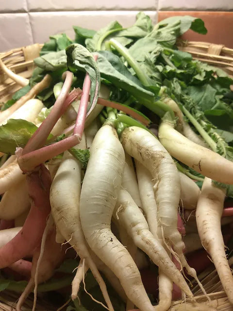 Radish- Daikon