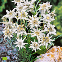 Heirloom Non-GMO Edelweiss Flower Seeds – Alpine Perennial Flower Seeds for Planting
