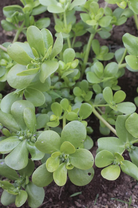 Goldberg Golden Purslane – Green Seed