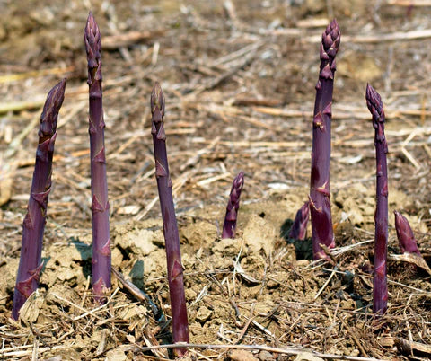 Purple Passion – Asparagus Seed