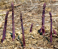 Purple Passion – Asparagus Seed