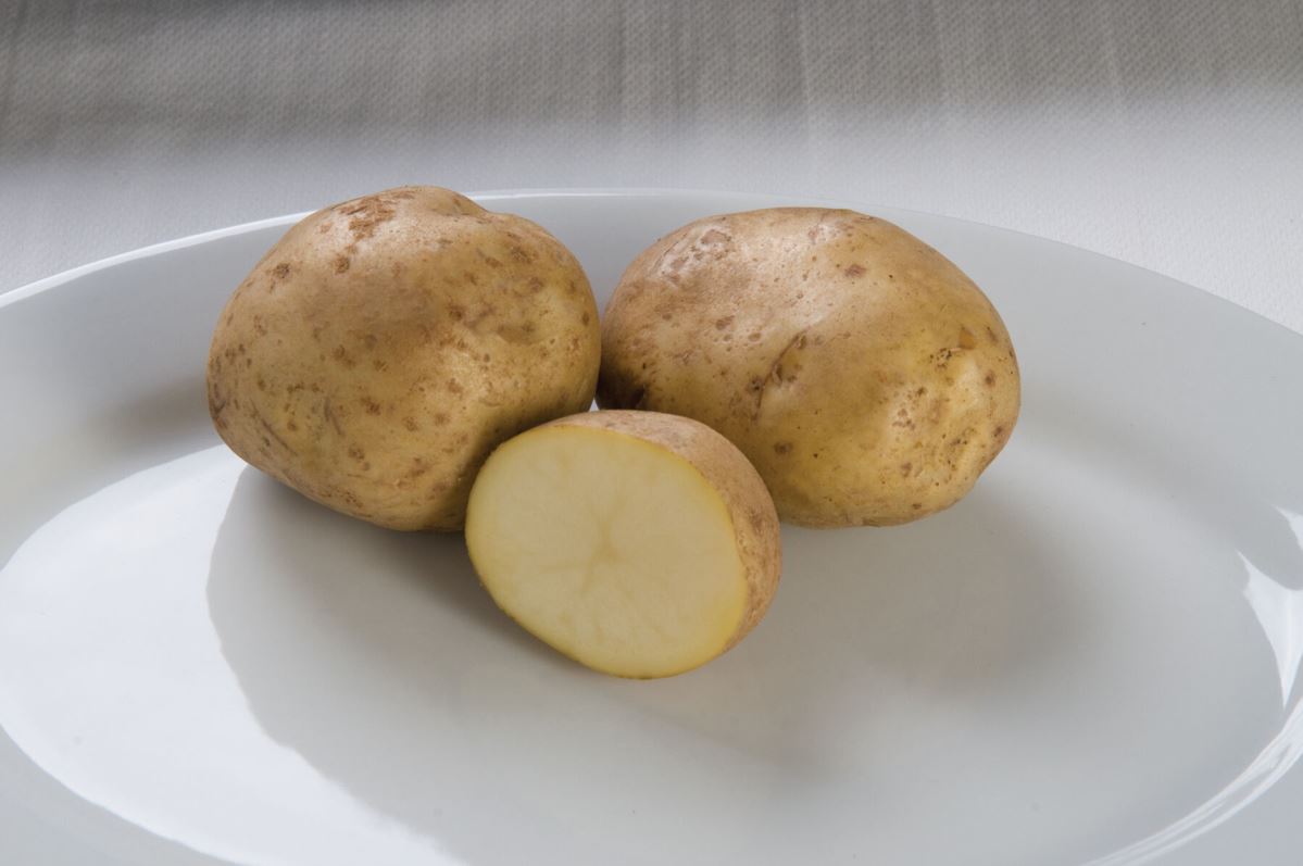 Kennebec – Seed Potatoes