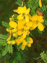 Heirloom Cassia Biflora Flower Seeds, Non-GMO Bright Blooms for Planting