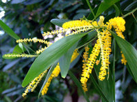 Acacia Auriculiformis, Australian Babul - Seeds