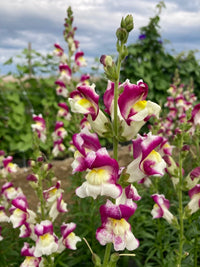 Snapdragon- Cherry Twist