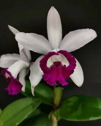 Heirloom Non-GMO Cattleya Intermedia Flower Seeds for Planting – Exotic Orchid Flower Seeds