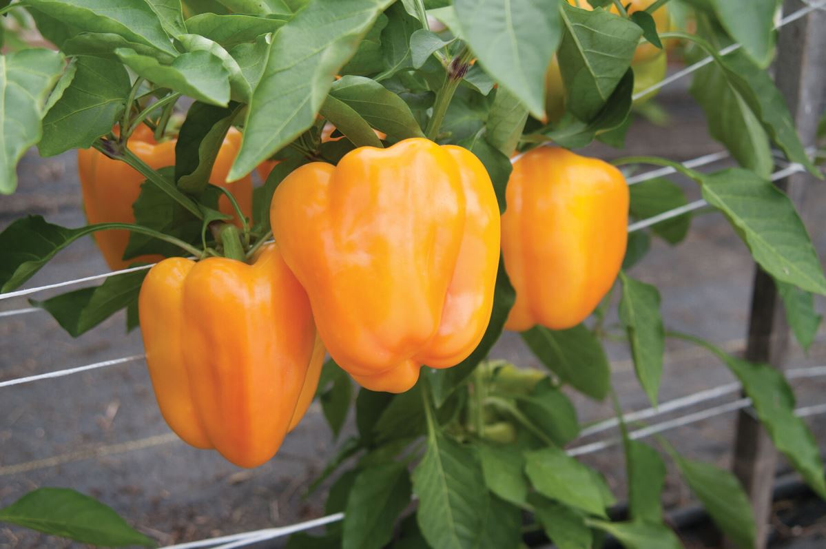 Flavorburst – Bell Pepper Seed