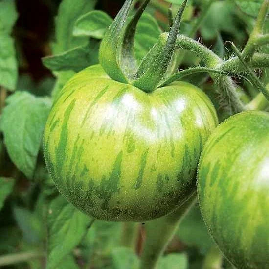 Green Zebra Tomato Seeds for Planting - Heirloom & Non-GMO Seeds