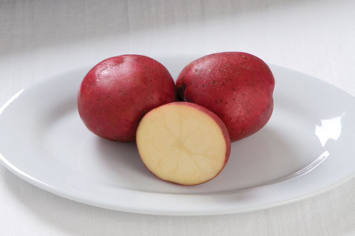 Dark Red Norland – Seed Potatoes