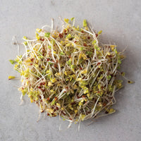 Broccoli, Sano Verde Max – Organic Sprouting Seeds