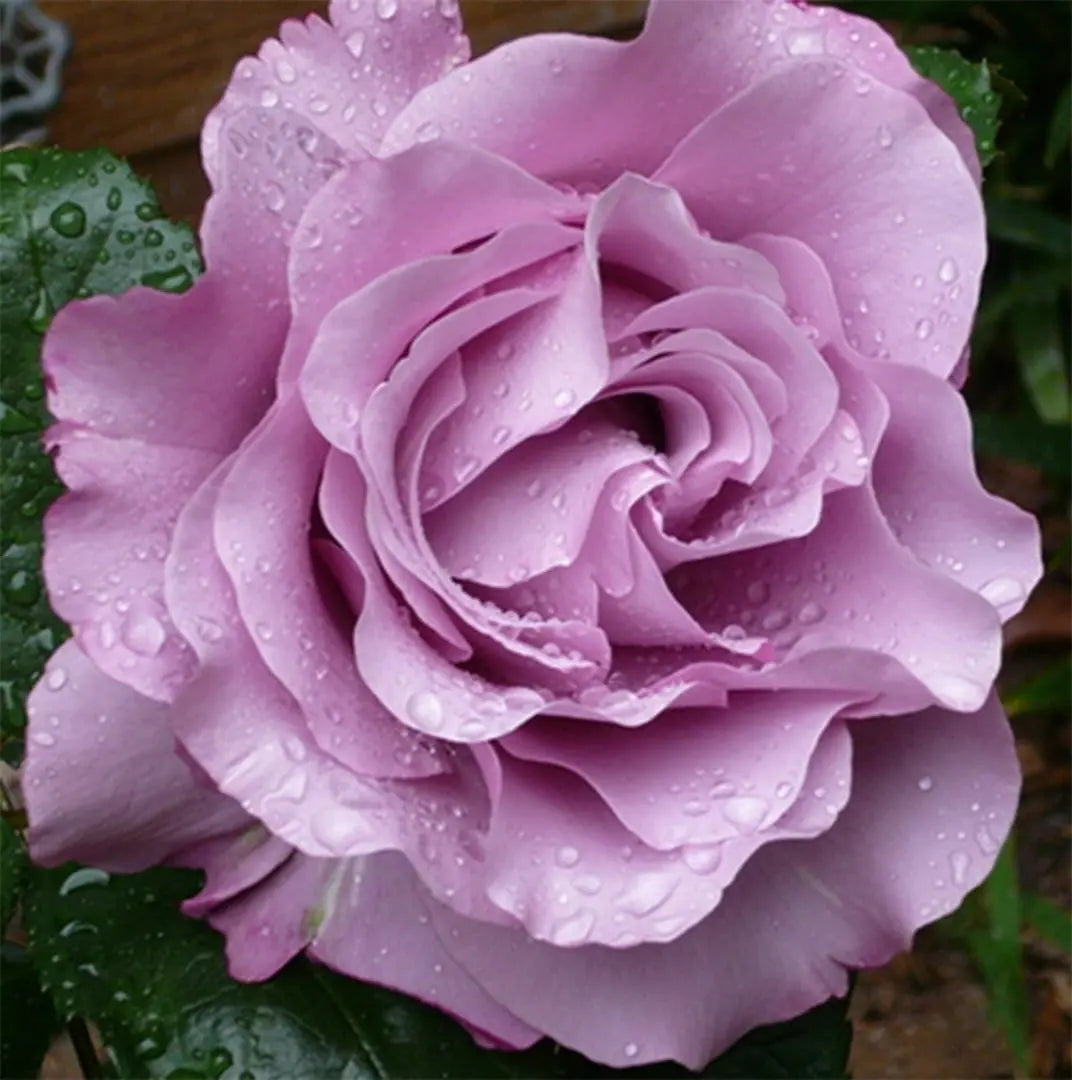 Neptune Hybrid Tea Rose