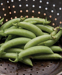 Premium – Treated Pea Seed