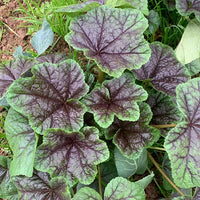 High-Calcium Curly Mallow Seeds