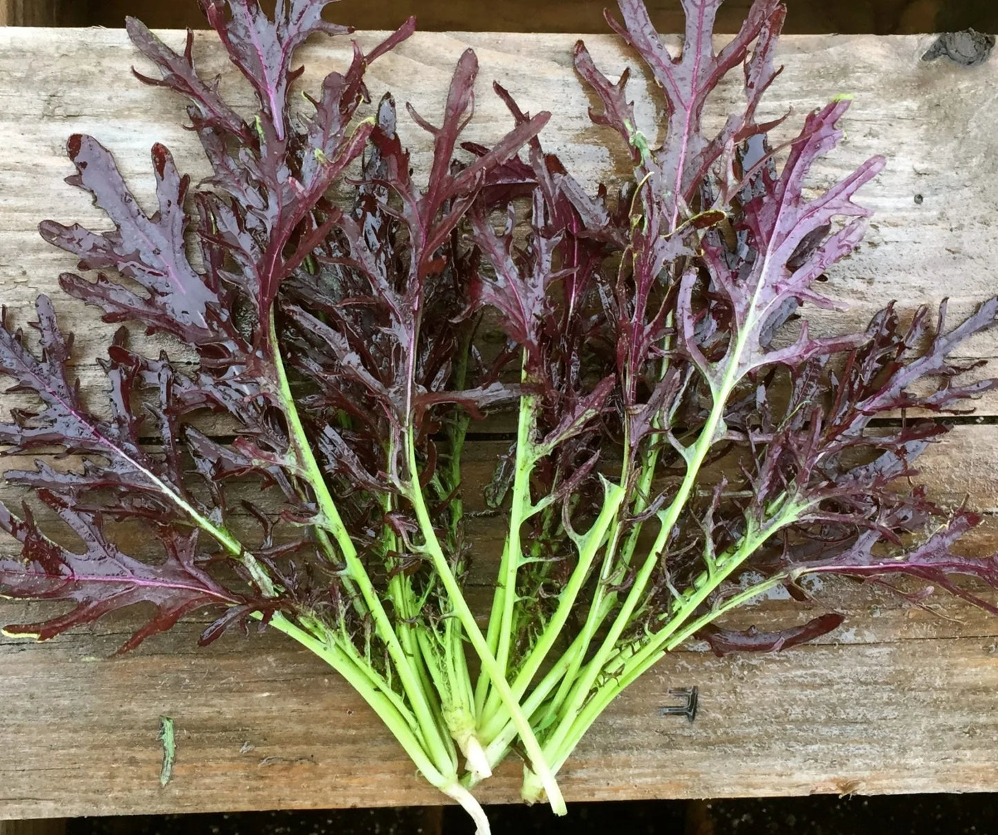 Mustard, Ruby Streaks – Organic Microgreen Seed