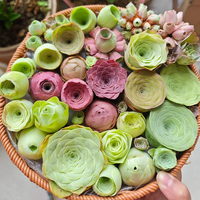 Mountain Rose Succulent Seeds