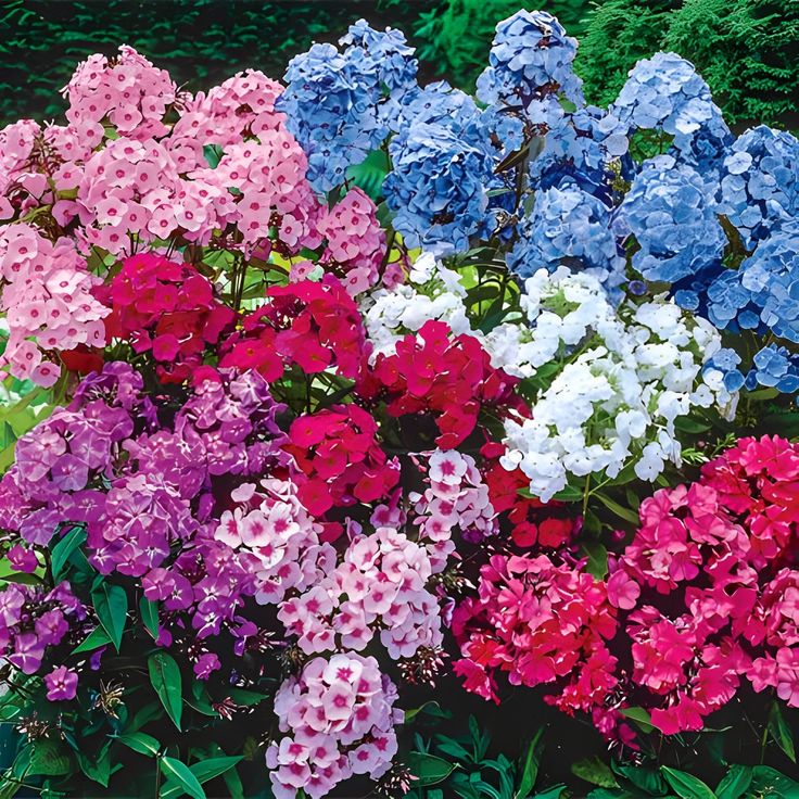 Phlox- Tall Mix