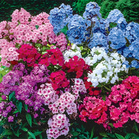 Phlox- Tall Mix