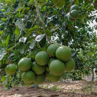 Indian Sweet Lime Seeds