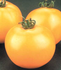 Lemon Boy Plus – Yellow Beefsteak Tomato Seeds