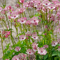 Sparkling Stars Pink Astrantia