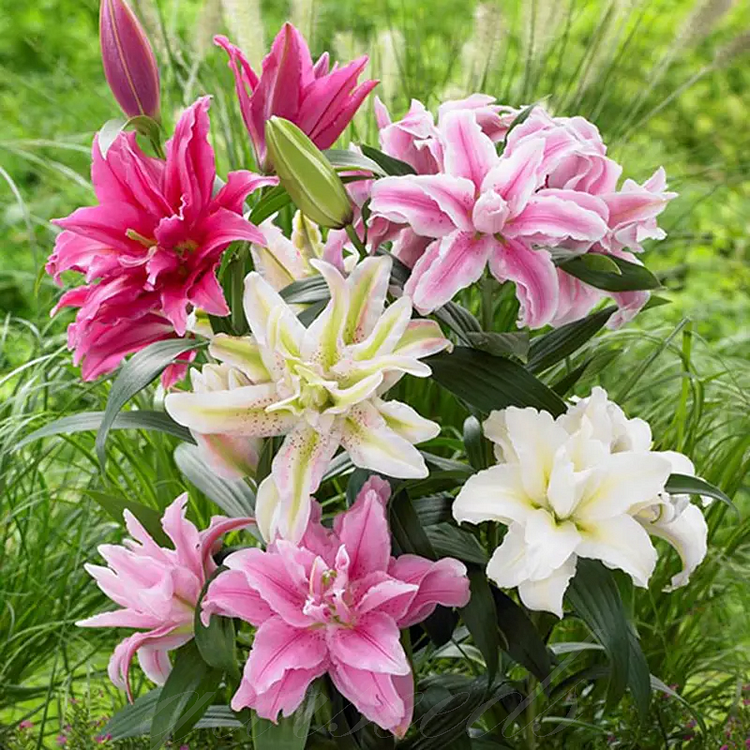 Multicolored Lily Bulbs (15 Stunning Colors)