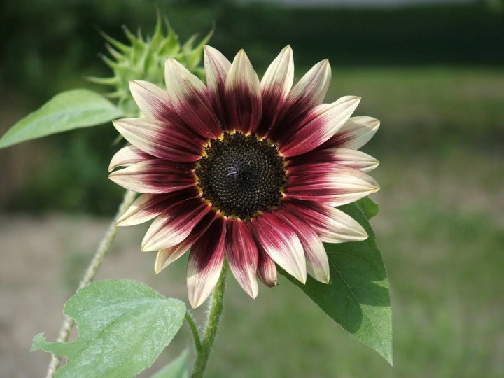 Cherry Rose Sunflower Seeds for Planting – Heirloom, Non-GMO Seeds for Vibrant Gardens