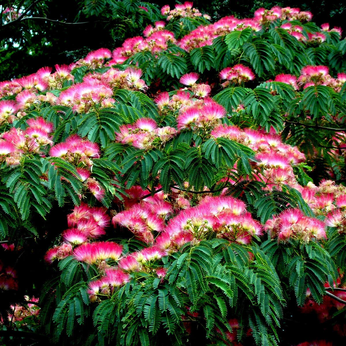 Heirloom Non-GMO Albizia Mimosa Flower Seeds for Planting – Fragrant Silk Tree Garden Blooms - Non-GMO for planting in home garden