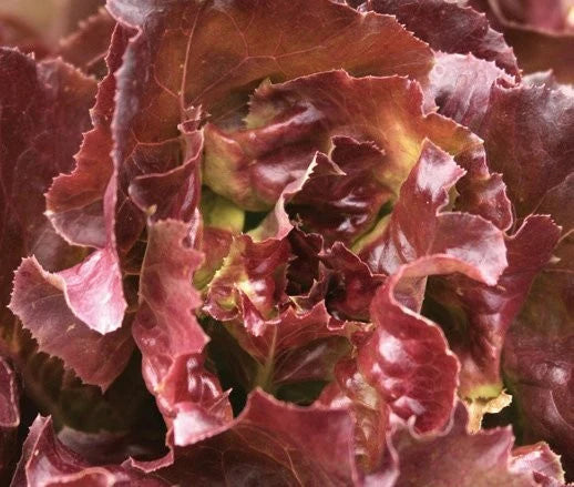 Lettuce Butter Head Red Vegetable Seeds