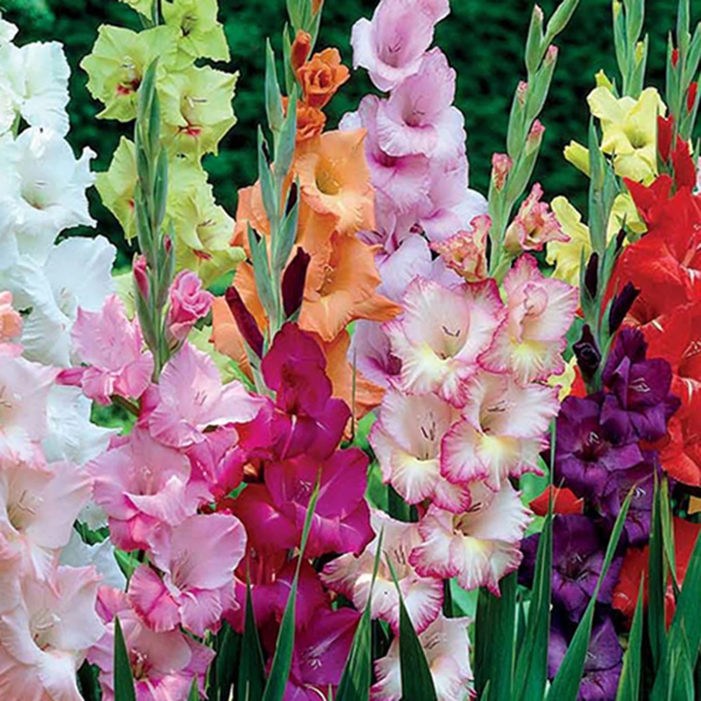Cherry Blossom Hardy Gladiolus Mixture
