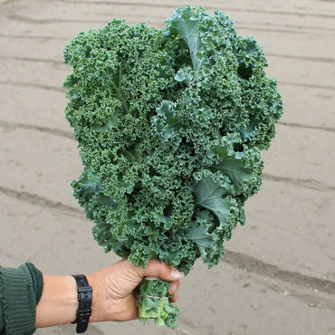Winterbor – Kale Seed