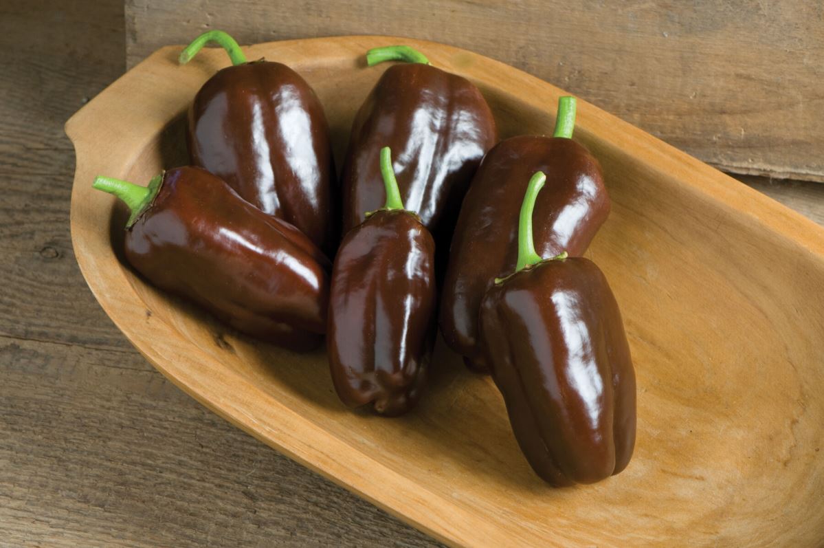 Sweet Chocolate – Organic Bell Pepper Seed