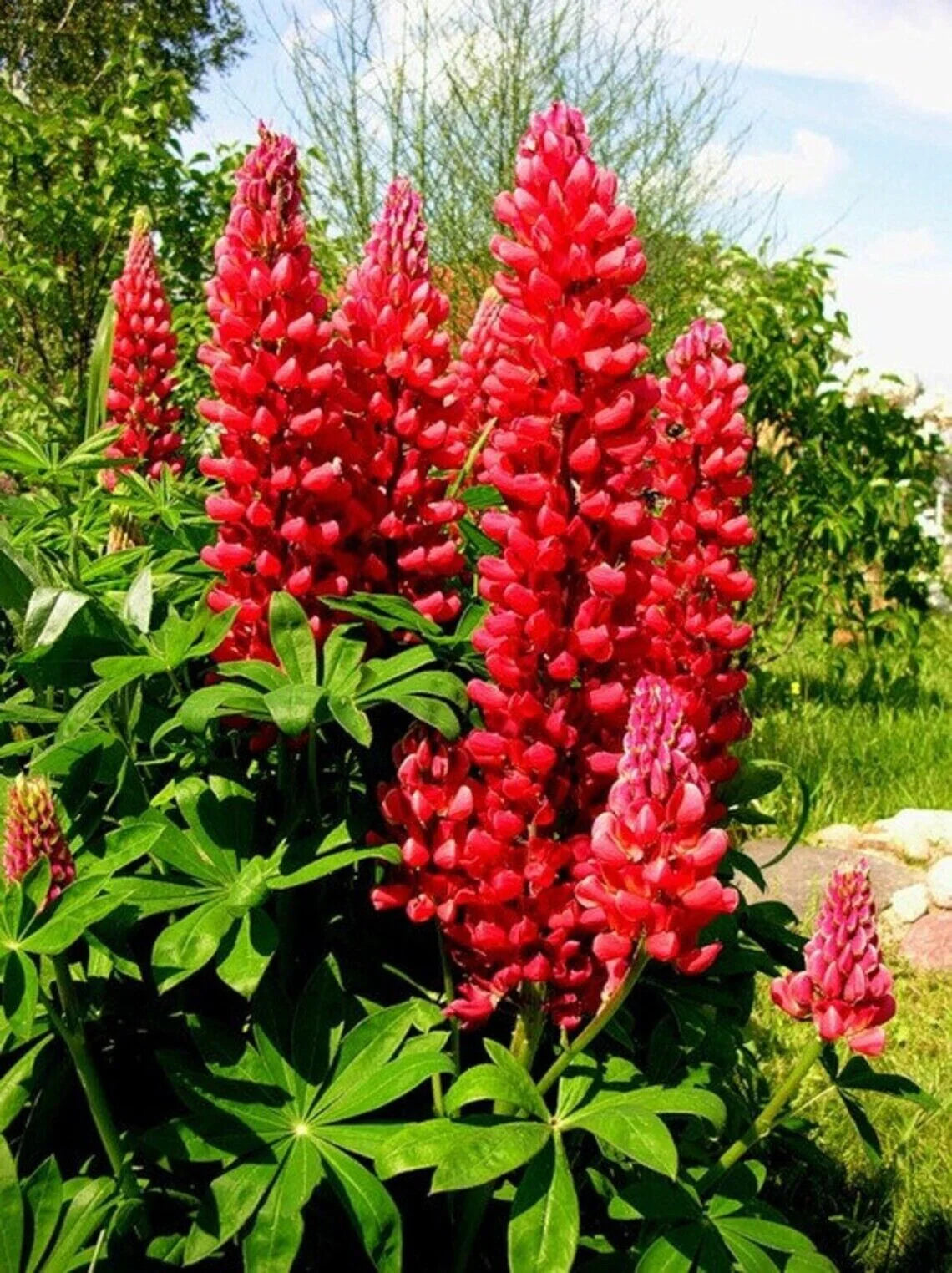 Heirloom Non-GMO Russell Flower Seeds for Planting – Colorful Lupine Blooms for Cottage and Wildflower Gardens - Non-GMO for planting in home garden