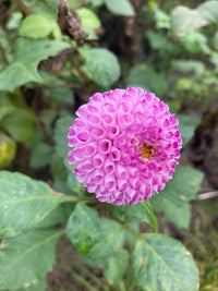 Dahlia- Frank Holmes (Tuber)