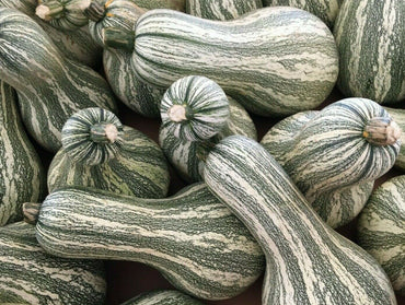 Green Striped Cushaw – Pumpkin Seed