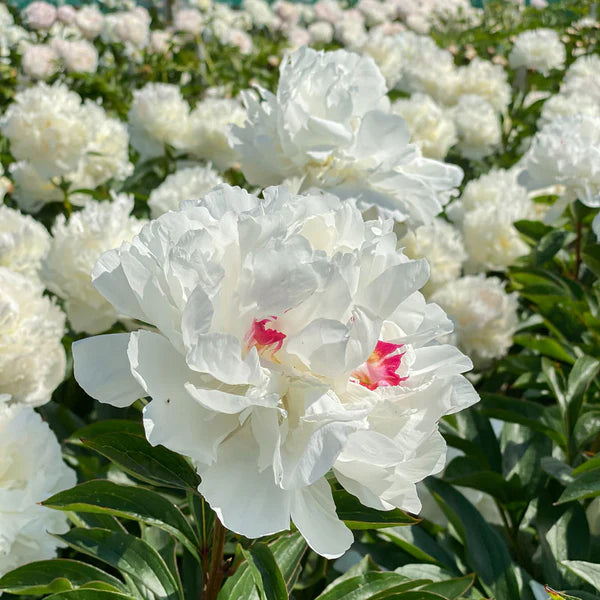 Festiva Maxima Peony