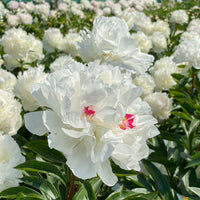 Festiva Maxima Peony