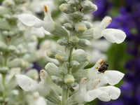 Salvia- White Victory