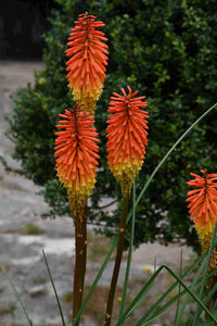 Heirloom Non-GMO Kniphofia Flower Seeds for Planting – Striking Torch-Lily Blooming Seeds